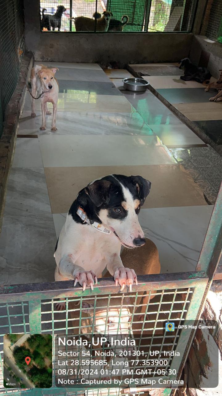 Medha Event at SCMS Noida